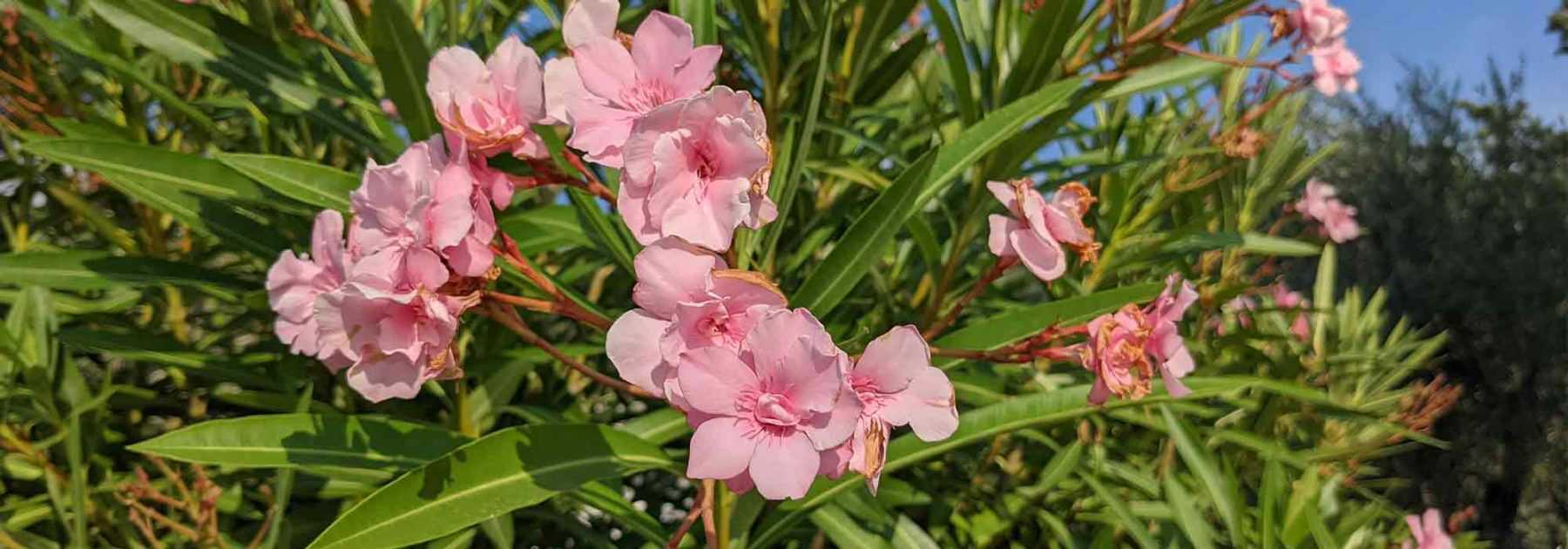 Comment faire une haie de lauriers roses ?