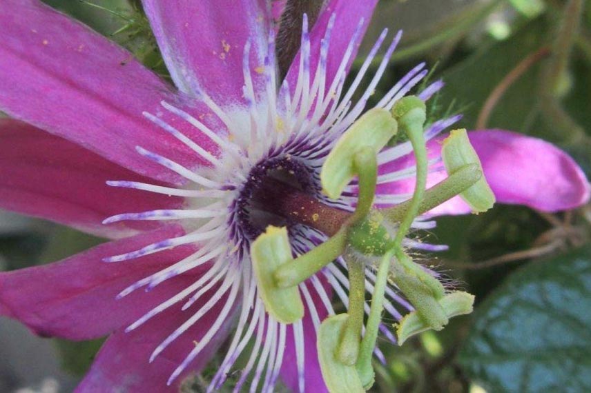 Passiflora ‘Aurora’ : idéale pour la culture en pot