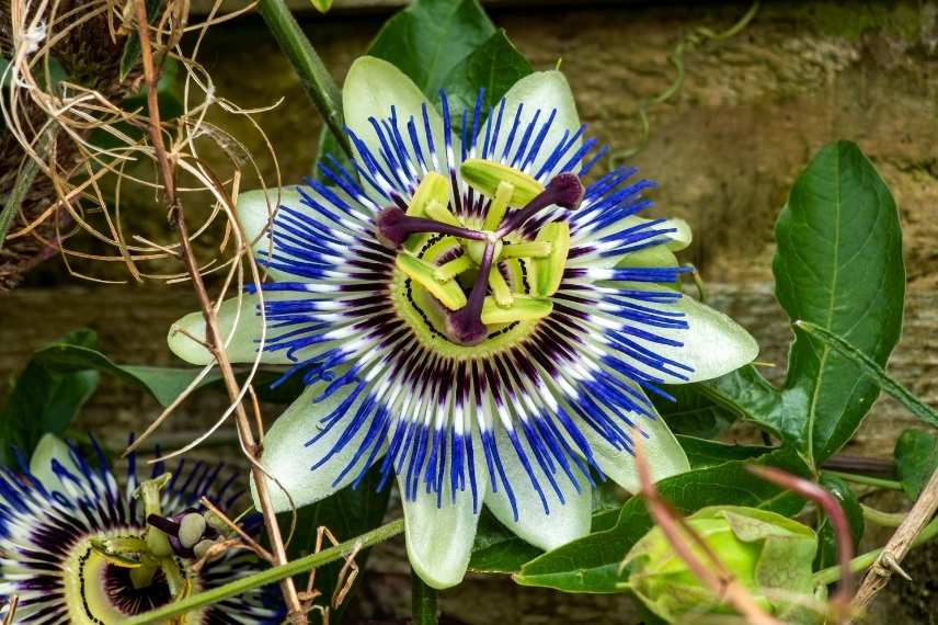 grimpantes à fleurs bleues, les plus belles grimpantes bleues, grimpantes bleues indispensables