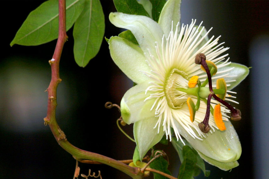 Passiflora caerulea ‘Constance Elliott’ : une passiflore blanche et rustique