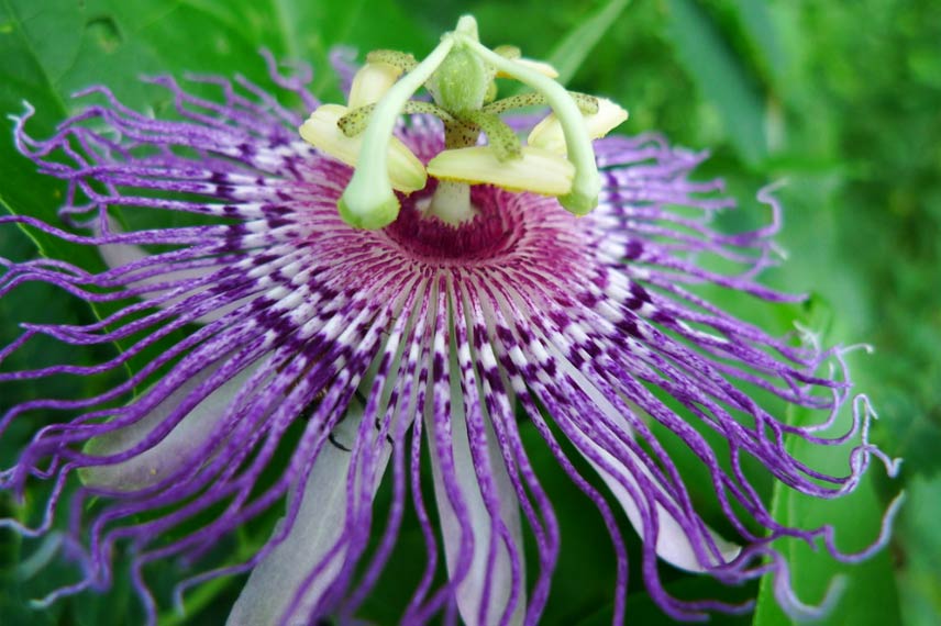 Passiflora incarnata : passiflore officinale à l’étonnante rusticité