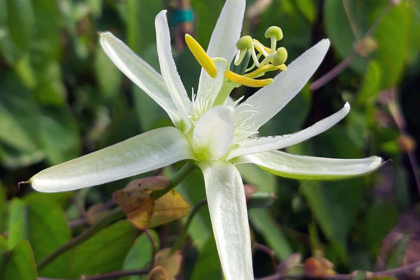 Passiflora mucronata : une passiflore à cultiver en pot