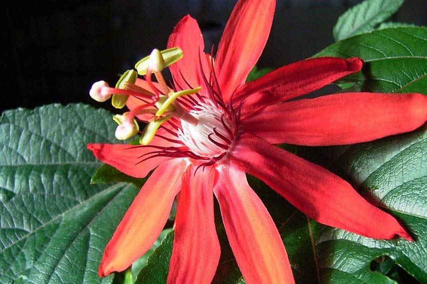 Passiflora vitifolia : une passiflore carmin facile à cultiver en pot