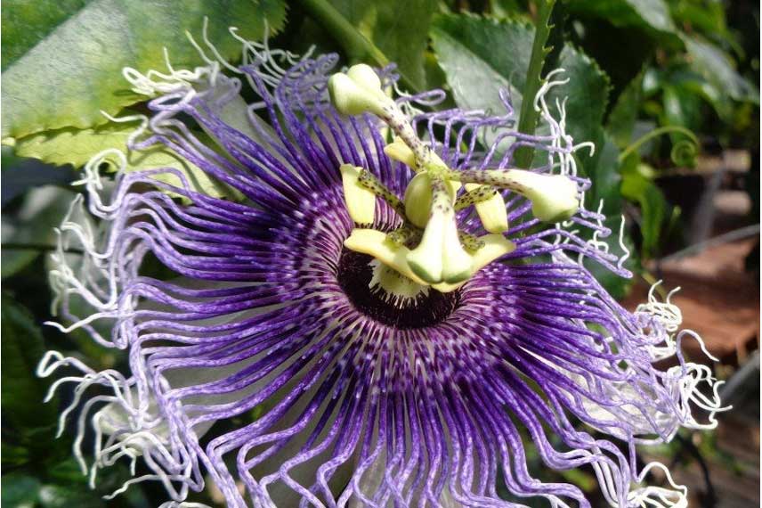 Passiflora ‘Byron Beauty’ : une passiflore exceptionnelle qui accepte la culture en pot