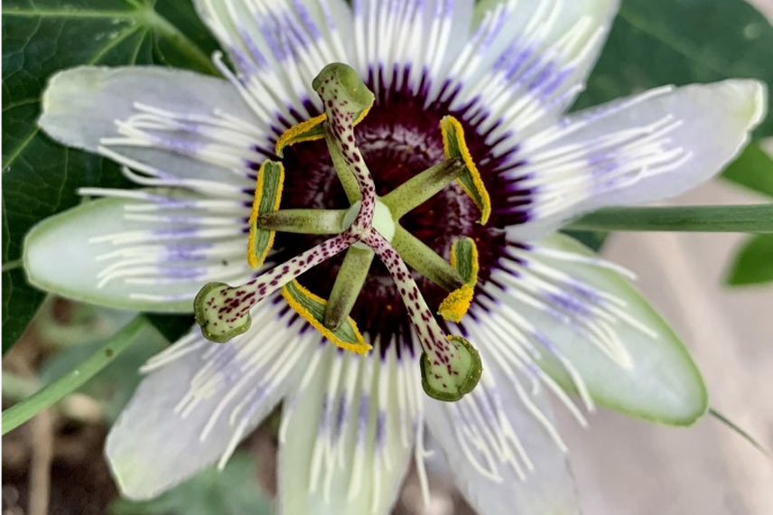 Passiflora ‘Panda’ : un hybride gélif qui se plaît en pot