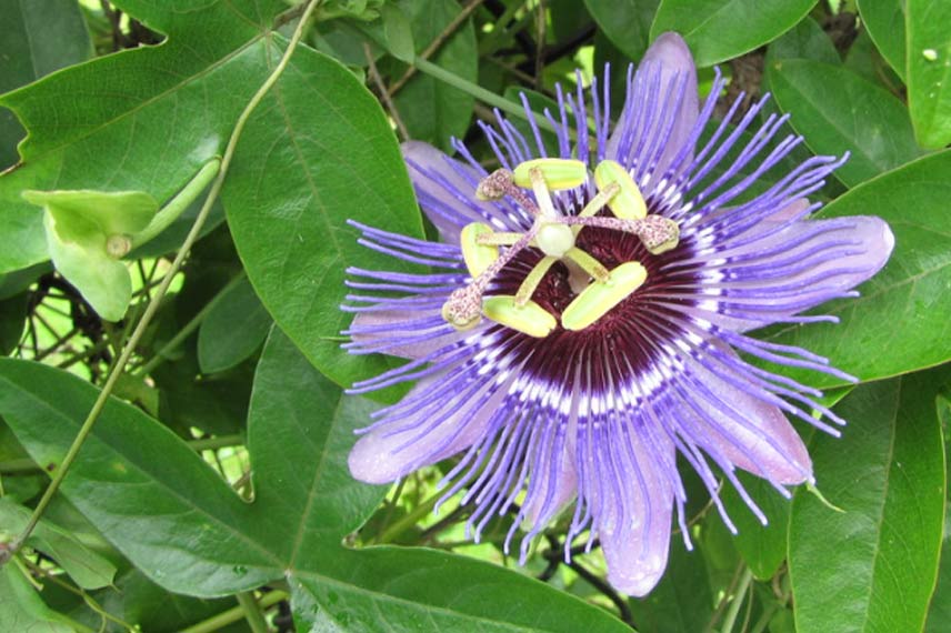 Passiflora caerulea ‘Purple Haze’ : un hybride rustique à belles fleurs mauves