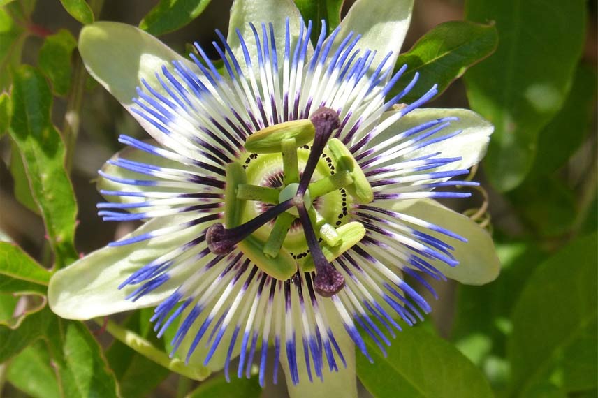 Passiflora caerulea : la passiflore la plus rustique d’entre toutes