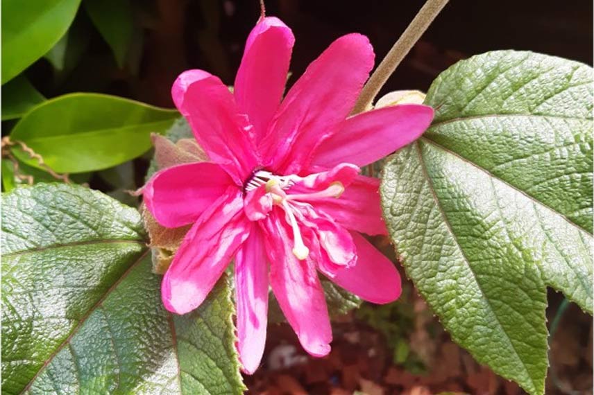 Passiflore à cultiver en pot : passiflora insignis ‘Pink Passion’