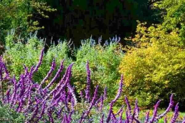 La perception de la couleur des fleurs