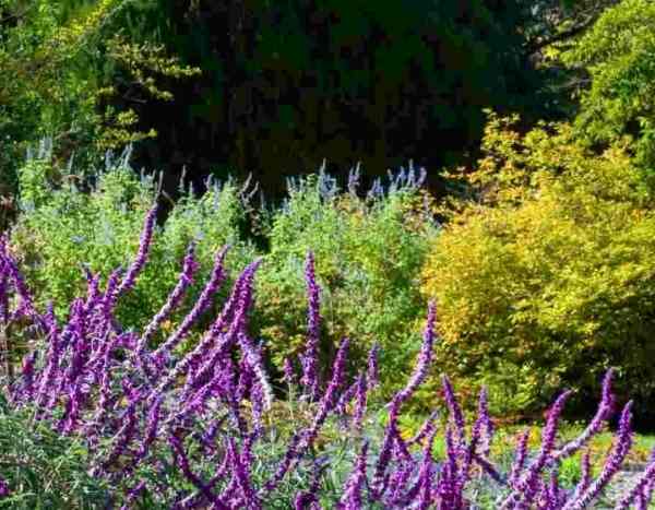 La perception de la couleur des fleurs