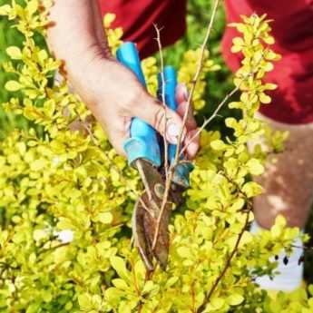 Quand et comment tailler le berberis ?