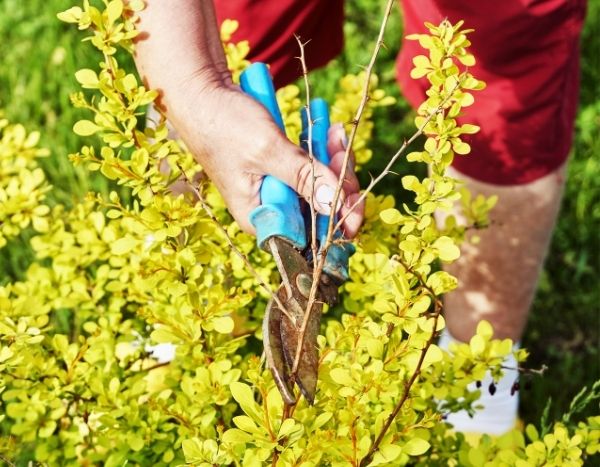 Quand et comment tailler le berberis ?