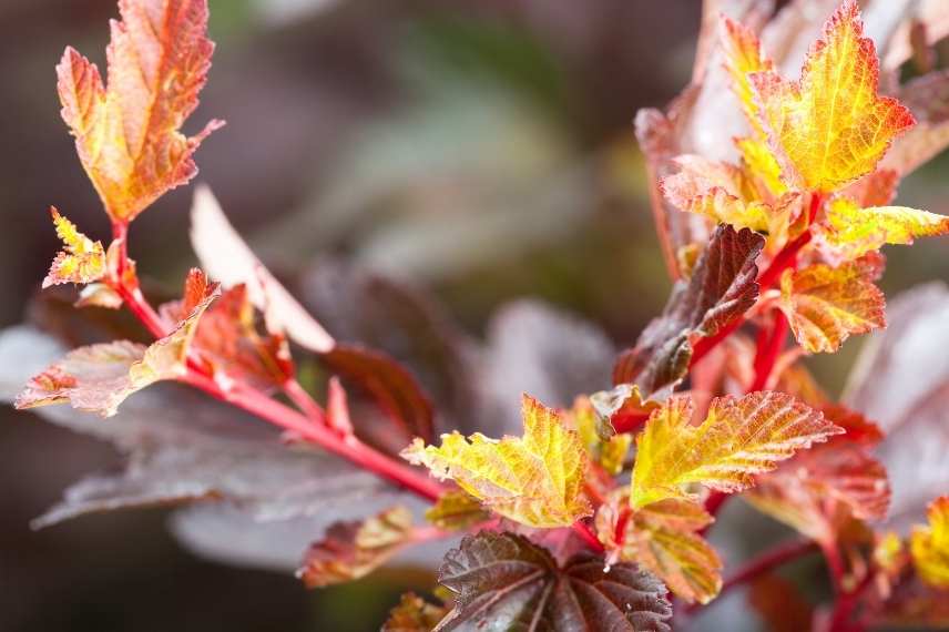 Physocarpus opulifolius, quel Physocarpe choisir, choix d'un Phyocarpus, variétés de Physocarpus