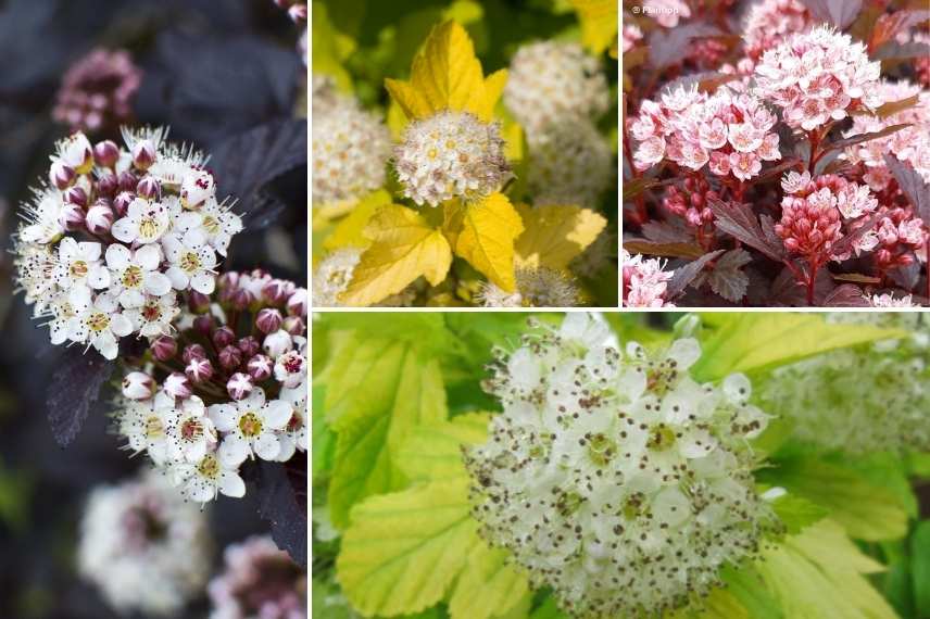 Physocarpus opulifolius, quel Physocarpe choisir, choix d'un Phyocarpus, variétés de Physocarpus