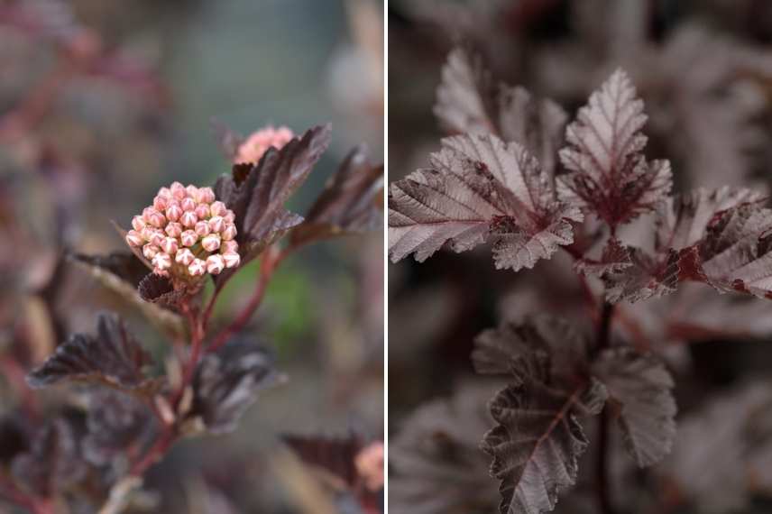 Physocarpus opulifolius, quel Physocarpe choisir, choix d'un Phyocarpus, variétés de Physocarpus