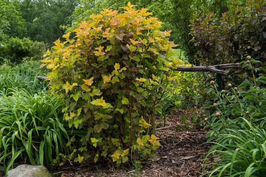 Physocarpus opulifolius, quel Physocarpe choisir, choix d'un Phyocarpus, variétés de Physocarpus