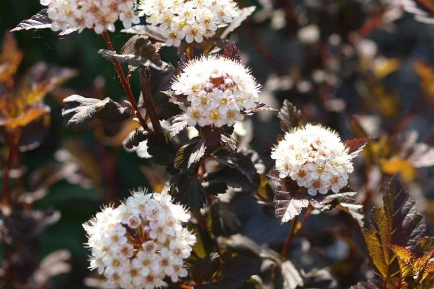 Physocarpus opulifolius, quel Physocarpe choisir, choix d'un Phyocarpus, variétés de Physocarpus