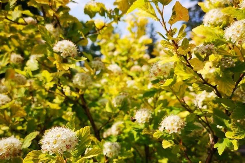 Physocarpus opulifolius, quel Physocarpe choisir, choix d'un Phyocarpus, variétés de Physocarpus