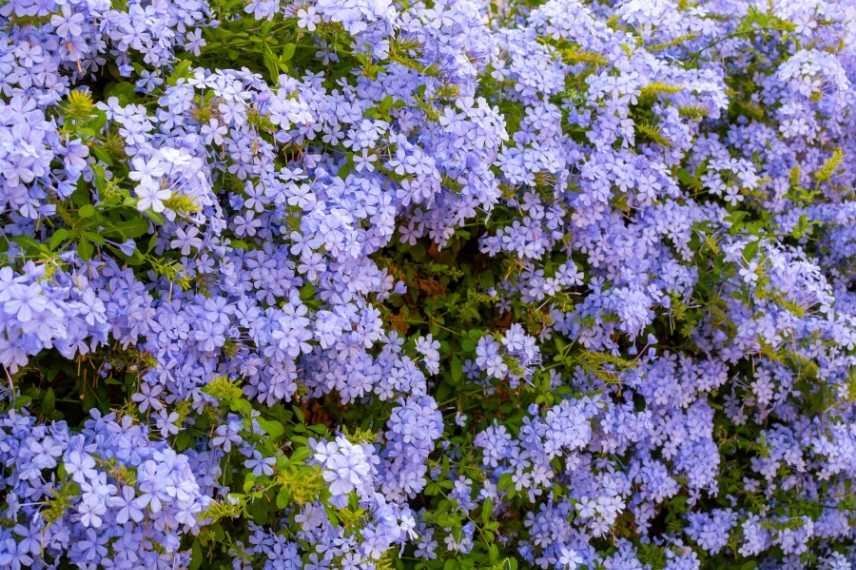 grimpantes à fleurs bleues, les plus belles grimpantes bleues, grimpantes bleues indispensables