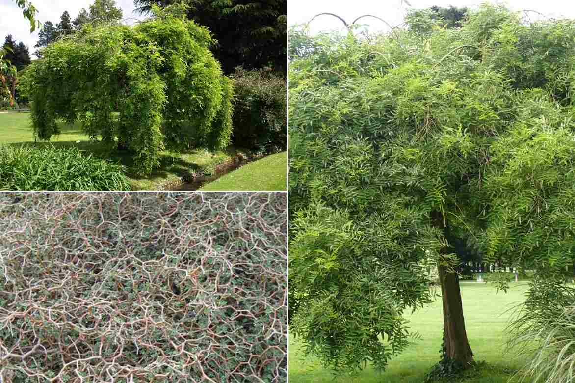 Sophora, Sophora japonica, arbre des pagodes