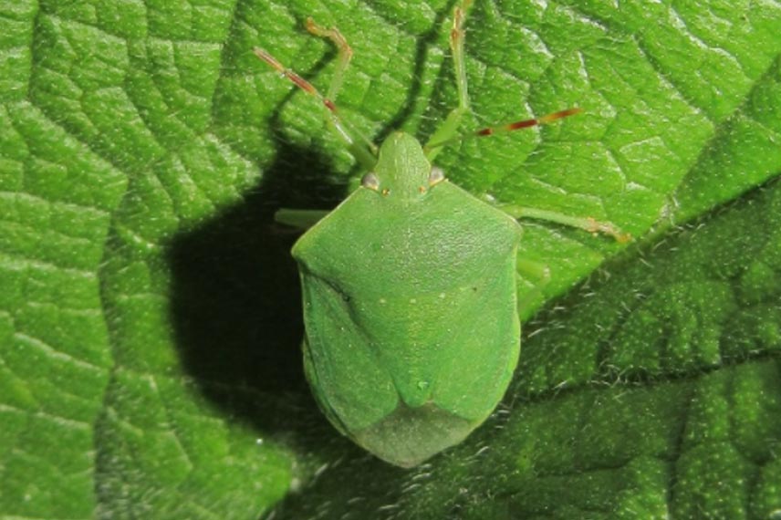 Punaise Verte Ponctuée, Nezara viridula