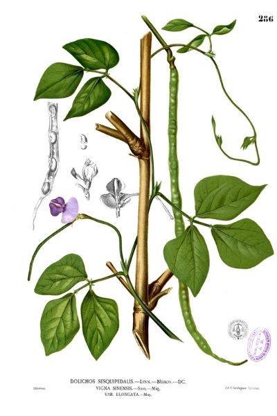 haricot kilomètre - Vigna unguiculata subsp. sesquipedalis