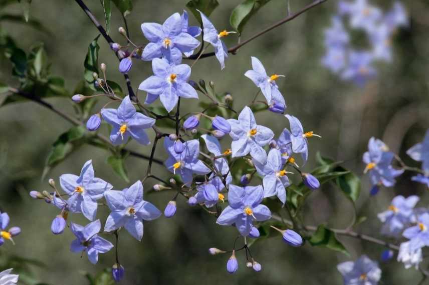 grimpantes à fleurs bleues, les plus belles grimpantes bleues, grimpantes bleues indispensables