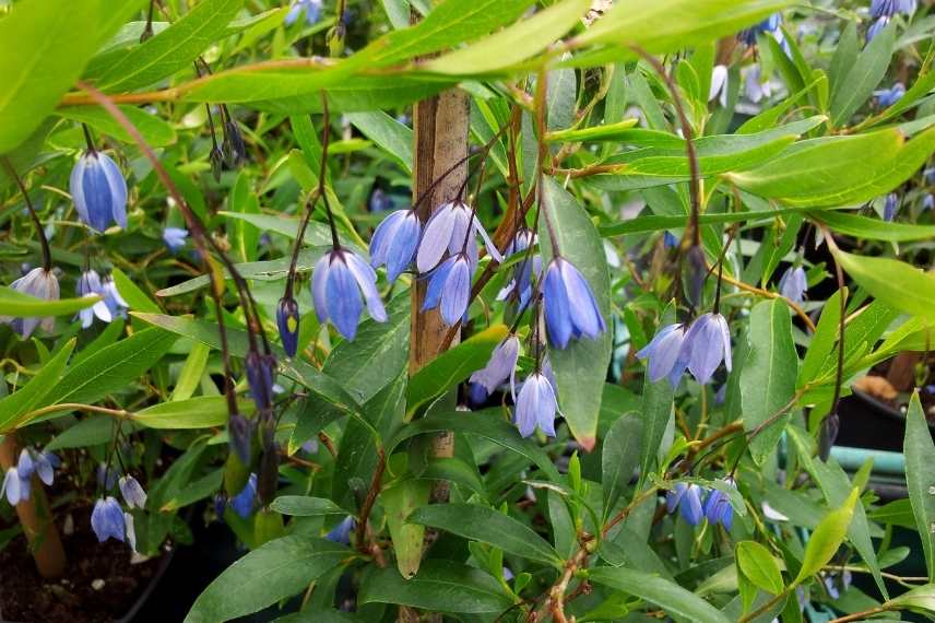 grimpantes à fleurs bleues, les plus belles grimpantes bleues, grimpantes bleues indispensables