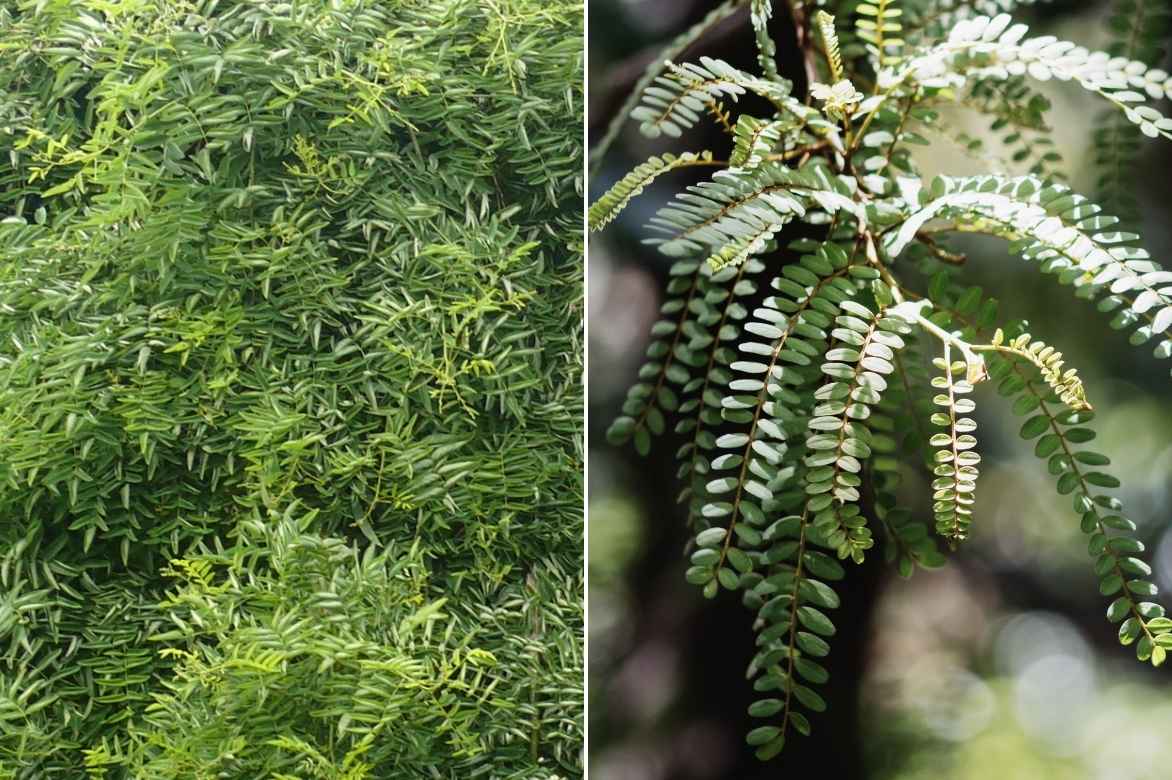 Sophora, Sophora japonica, arbre des pagodes