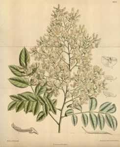 Sophora, Sophora japonica, arbre des pagodes