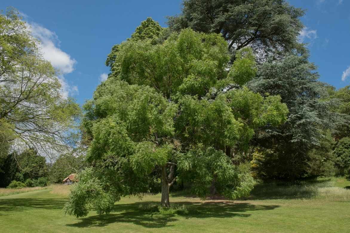 Sophora, Sophora japonica, arbre des pagodes