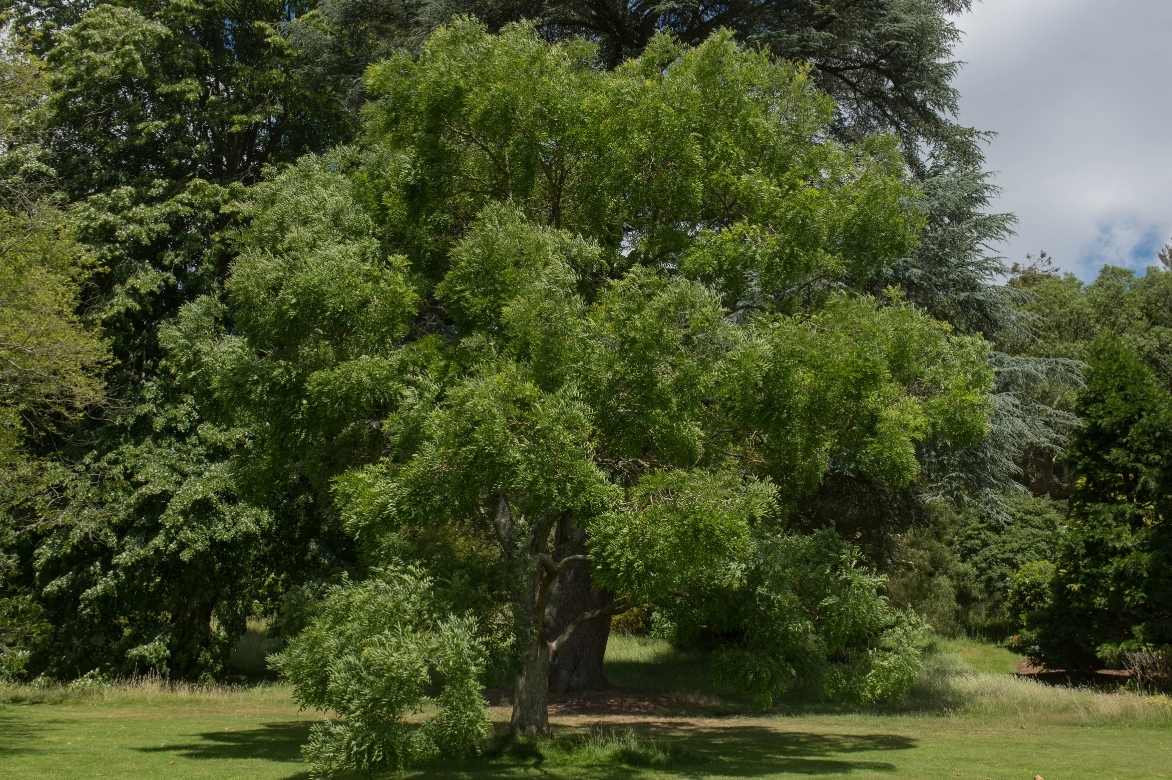 Sophora, Sophora japonica, arbre des pagodes