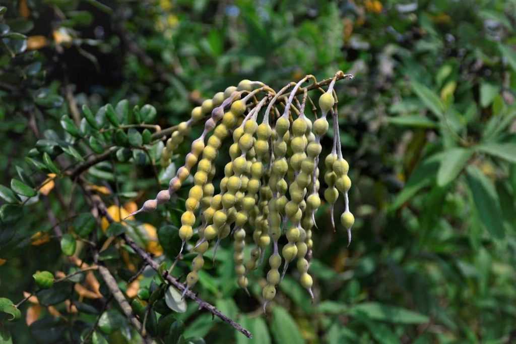 Sophora, Sophora japonica, arbre des pagodes