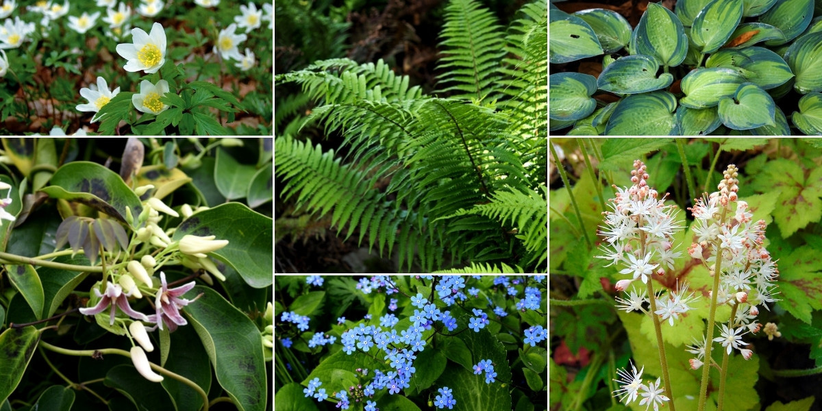 Inspiration pour associer le Stauntonia au jardin