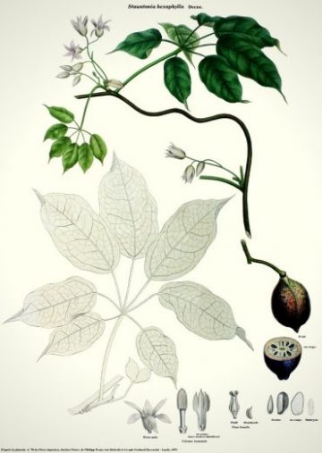 Planche botanique représentant le Stauntonia hexaphylla