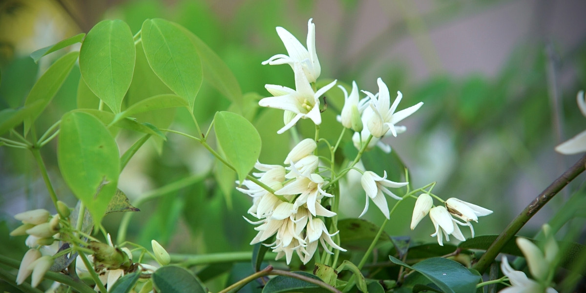 Les fleurs en clochettes du Stauntonia hexaphylla