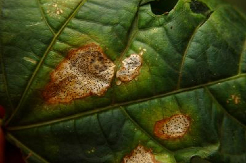 Tavelure de la passiflore, Septoria passiflorae