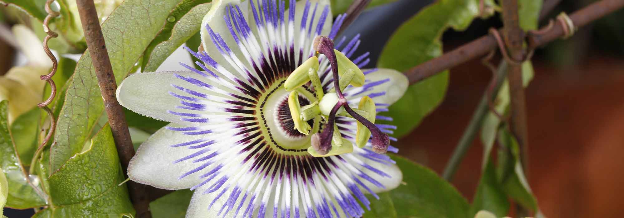 La passiflore ou fleur de la passion, apaisante et calmante