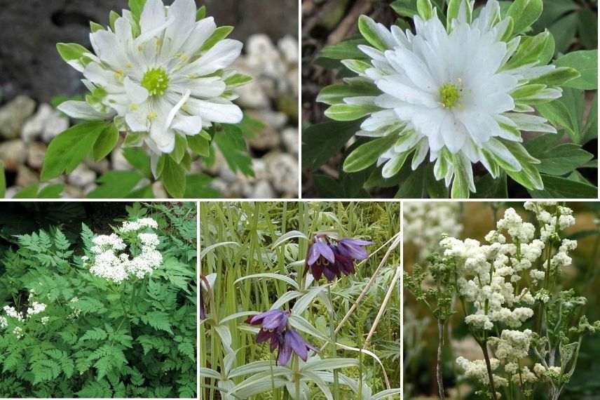 anemone bracteata