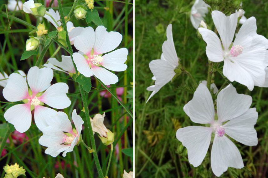 lavatera 