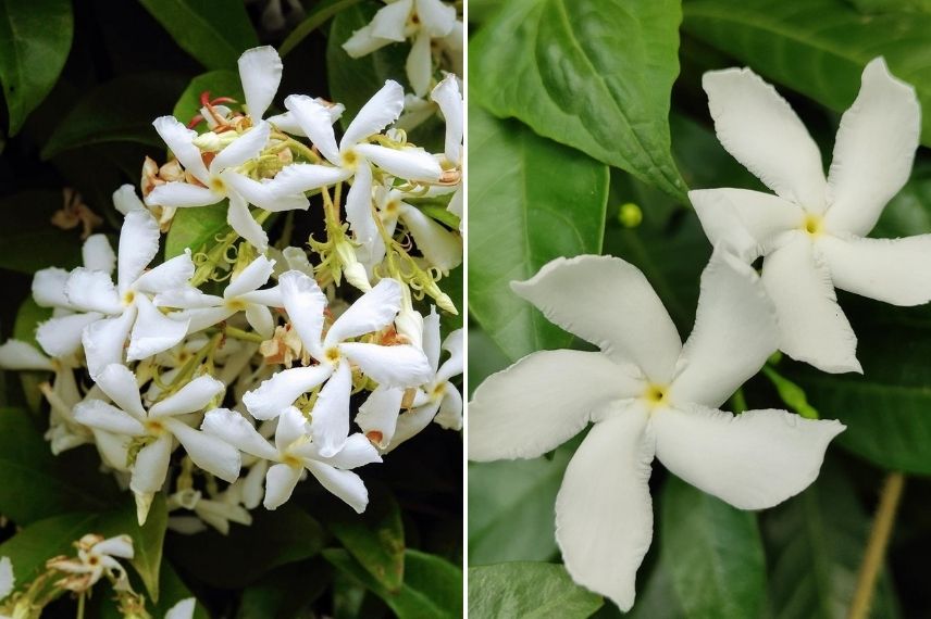 trachelospermum jasminoides