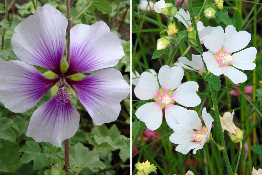 Lavatera bicolore