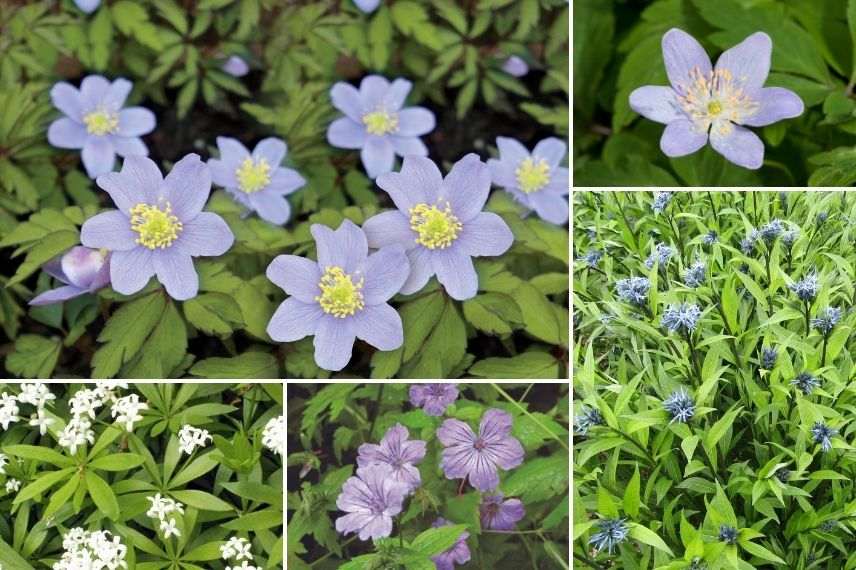 anemone nemorosa à fleurs bleues