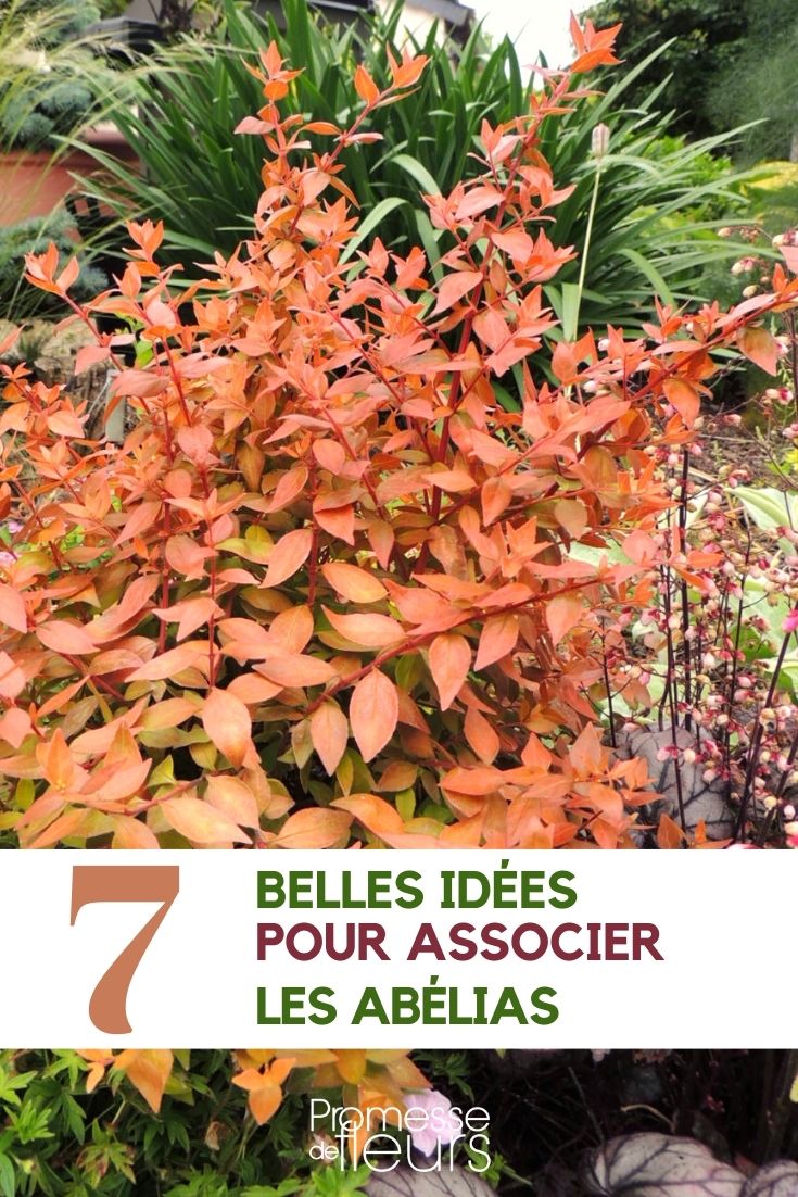 abelia-associer