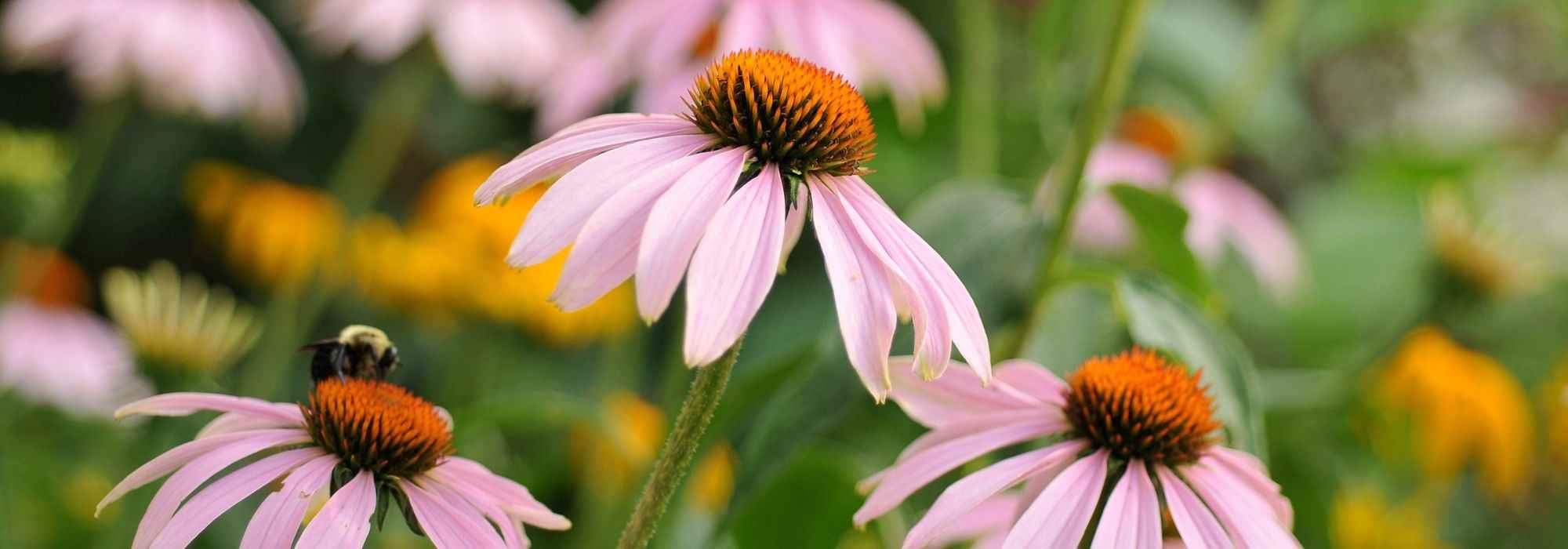 Créer un beau parterre de fleurs ou massif de vivace en 7 étapes simples