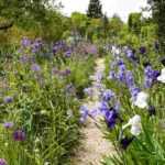 Aménager un jardin bleu