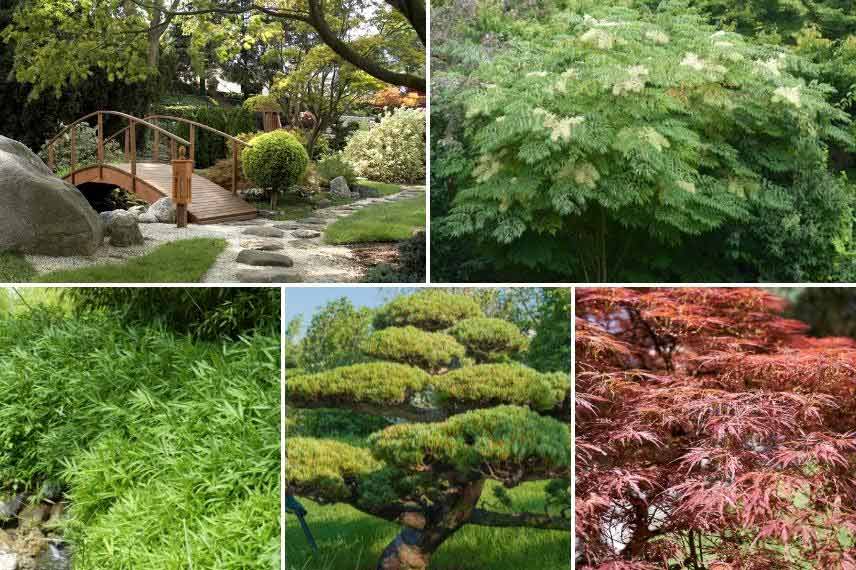 Aralia dans un jardin japonais