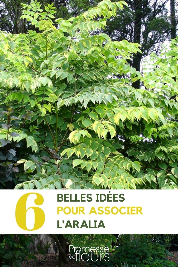 aralia-associer