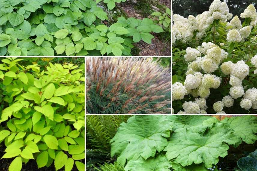 aralia ans une chambre de verdure fraiche