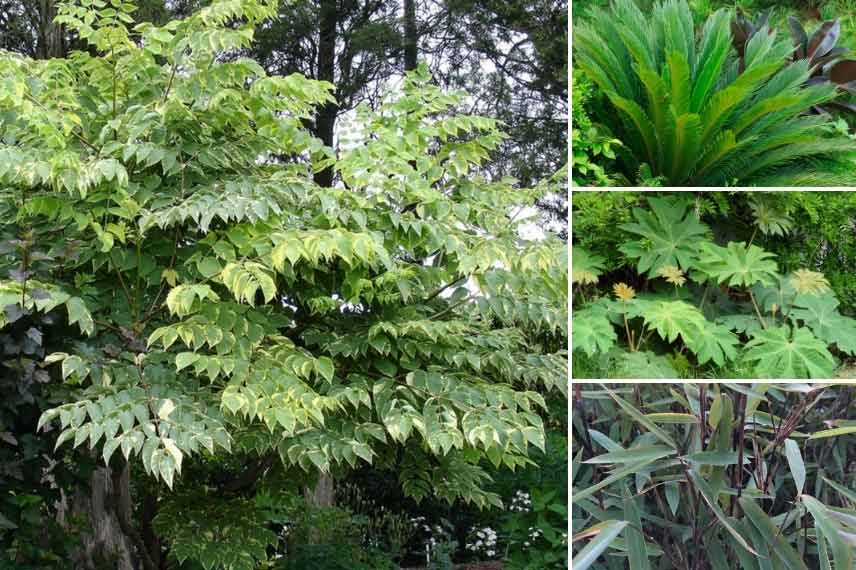 Aralia dans une composition d’inspiration exotique